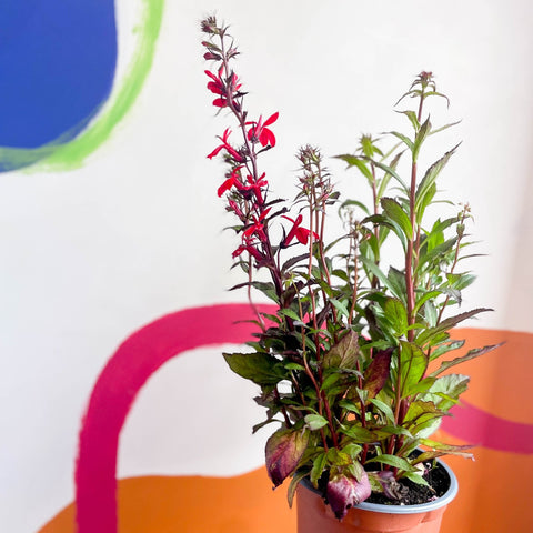Cardinal Flower - Lobelia speciosa 'Fan Scarlet' - Sprouts of Bristol