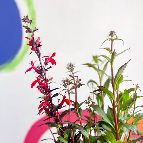 Cardinal Flower - Lobelia speciosa 'Fan Scarlet' - Sprouts of Bristol