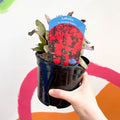 Cardinal Flower - Lobelia 'Starship Scarlet' - British Grown Perennial - Sprouts of Bristol