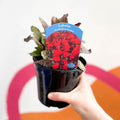 Cardinal Flower - Lobelia 'Starship Scarlet' - British Grown Perennial - Sprouts of Bristol