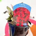 Cardinal Flower - Lobelia 'Starship Scarlet' - British Grown Perennial - Sprouts of Bristol