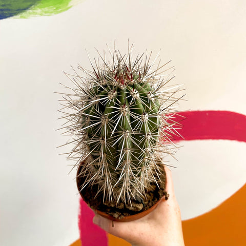 Cardon Cactus - Pachycereus pringlei - Sprouts of Bristol