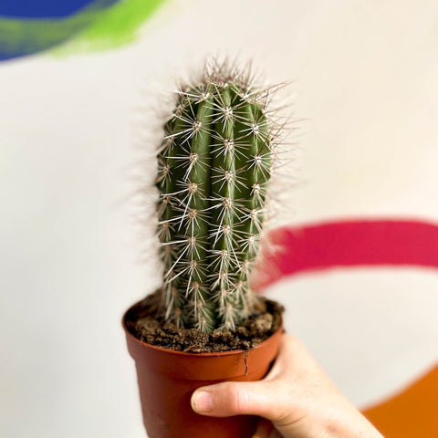 Cardon Cactus - Pachycereus pringlei - Sprouts of Bristol