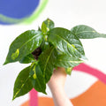 Caricature Plant - Graptophyllum pictum - British Grown - Sprouts of Bristol