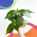 Caricature Plant - Graptophyllum pictum - British Grown - Sprouts of Bristol