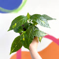 Caricature Plant - Graptophyllum pictum - British Grown - Sprouts of Bristol