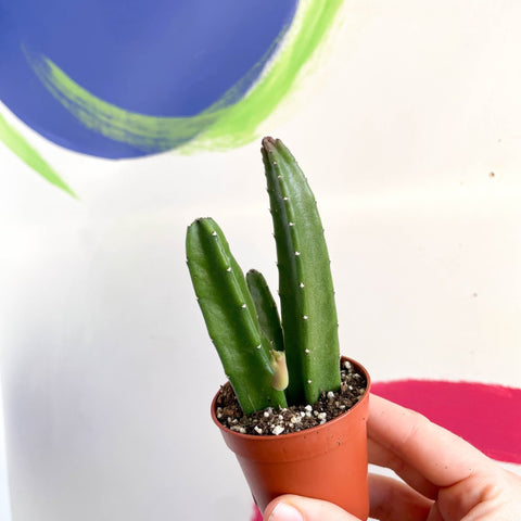 Carrion Flower - Stapelia leendertzia - Sprouts of Bristol