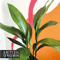 Cast Iron Plant - Aspidistra elatior - British Grown - Sprouts of Bristol
