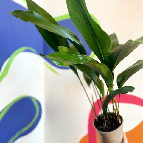 Cast Iron Plant - Aspidistra elatior - British Grown - Sprouts of Bristol