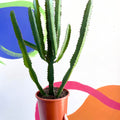 Cathedral Cactus - Euphorbia triangularis - Sprouts of Bristol