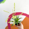 Catopsis morreniana 'White Form' syn. Tillandsia - Sprouts of Bristol