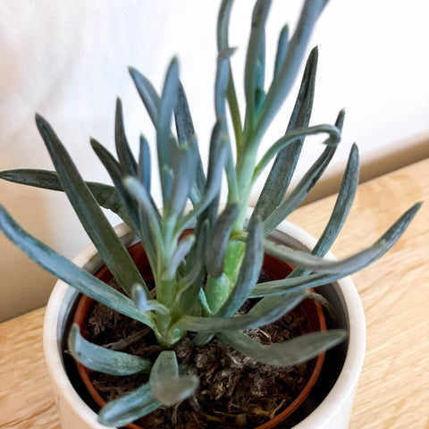 Chalksticks - Senecio - Sprouts of Bristol