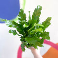 Champion's Bird's Nest Fern - Asplenium nidus 'Campio' - Sprouts of Bristol