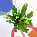 Champion's Bird's Nest Fern - Asplenium nidus 'Campio' - Sprouts of Bristol