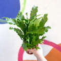 Champion's Bird's Nest Fern - Asplenium nidus 'Campio' - Sprouts of Bristol