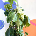 Chestnut Vine - Tetrastigma voinierianum - Sprouts of Bristol