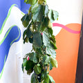 Chestnut Vine - Tetrastigma voinierianum - Sprouts of Bristol