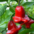 Chilli 'Bishop's Crown' Seeds - Sprouts of Bristol