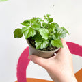 China Doll Plant - Radermachera sinica - British Grown - Sprouts of Bristol