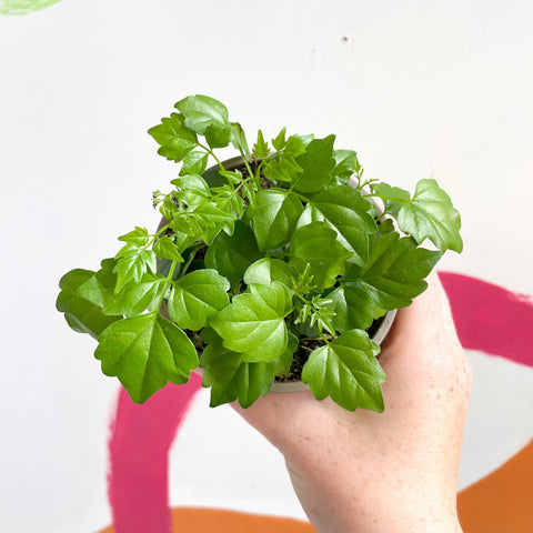 China Doll Plant - Radermachera sinica - British Grown - Sprouts of Bristol