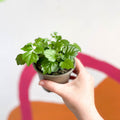 China Doll Plant - Radermachera sinica - British Grown - Sprouts of Bristol