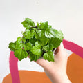 China Doll Plant - Radermachera sinica - British Grown - Sprouts of Bristol