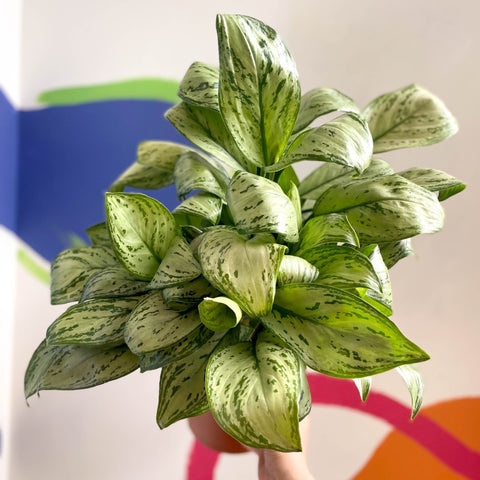 Chinese Evergreen - Aglaonema 'Christina' - British Grown - Sprouts of Bristol