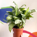 Chinese Evergreen - Aglaonema 'Christina' - British Grown - Sprouts of Bristol