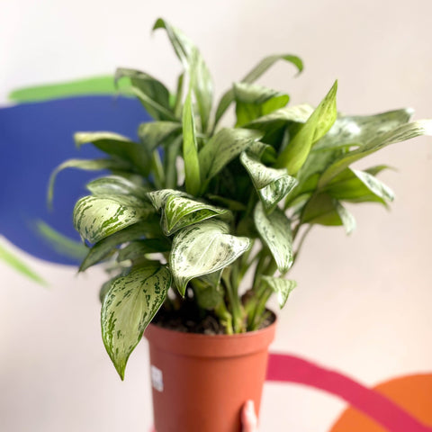 Chinese Evergreen - Aglaonema 'Christina' - British Grown - Sprouts of Bristol