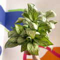 Chinese Evergreen - Aglaonema 'Christina' - British Grown - Sprouts of Bristol