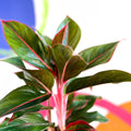 Chinese Evergreen - Aglaonema ‘Crete' - Sprouts of Bristol