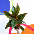 Chinese Evergreen - Aglaonema ‘Crete' - Sprouts of Bristol