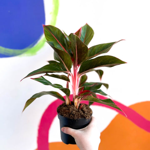 Chinese Evergreen - Aglaonema ‘Crete' - Sprouts of Bristol