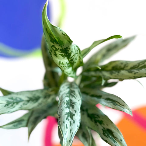 Chinese Evergreen - Aglaonema ‘Cutlass’ - Sprouts of Bristol