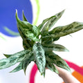 Chinese Evergreen - Aglaonema ‘Cutlass’ - Sprouts of Bristol