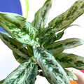 Chinese Evergreen - Aglaonema ‘Cutlass’ - Sprouts of Bristol