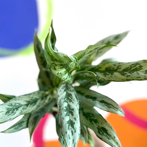 Chinese Evergreen - Aglaonema ‘Cutlass’ - Sprouts of Bristol