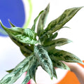 Chinese Evergreen - Aglaonema ‘Cutlass’ - Sprouts of Bristol