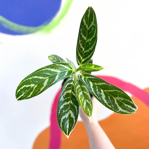 Chinese Evergreen - Aglaonema 'Ivy Green' - Sprouts of Bristol