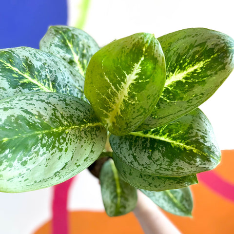 Chinese Evergreen - Aglaonema ‘Key Lime' - Sprouts of Bristol