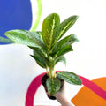 Chinese Evergreen - Aglaonema ‘Key Lime' - Sprouts of Bristol