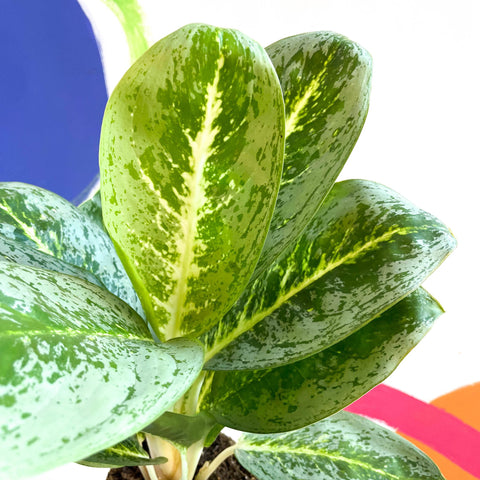 Chinese Evergreen - Aglaonema ‘Key Lime' - Sprouts of Bristol