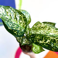 Chinese Evergreen - Aglaonema ‘Kiwi' - Sprouts of Bristol