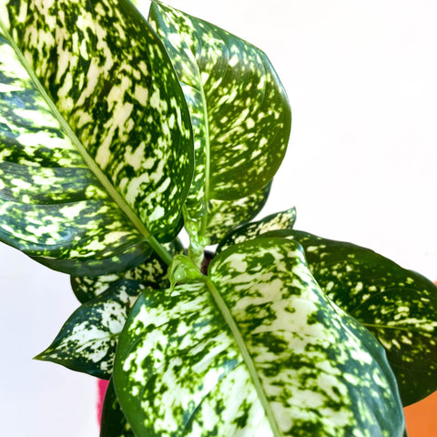 Chinese Evergreen - Aglaonema ‘Kiwi' - Sprouts of Bristol