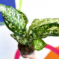 Chinese Evergreen - Aglaonema ‘Kiwi' - Sprouts of Bristol