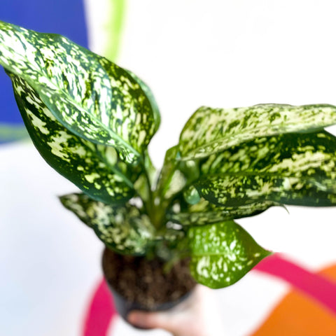 Chinese Evergreen - Aglaonema ‘Kiwi' - Sprouts of Bristol