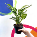Chinese Evergreen - Aglaonema ‘Kiwi' - Sprouts of Bristol