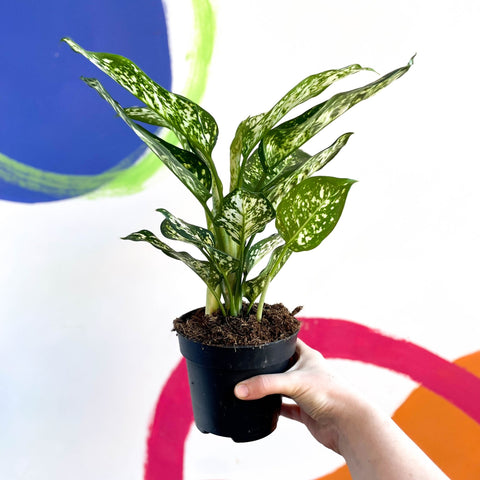 Chinese Evergreen - Aglaonema ‘Kiwi' - Sprouts of Bristol