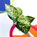 Chinese Evergreen - Aglaonema ‘Kiwi' - Sprouts of Bristol