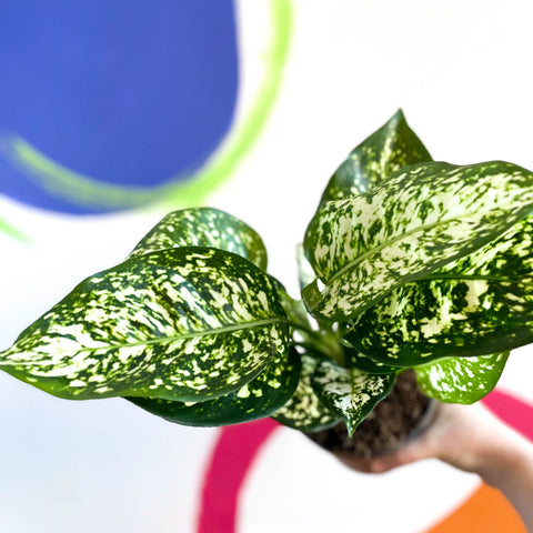Chinese Evergreen - Aglaonema ‘Kiwi' - Sprouts of Bristol